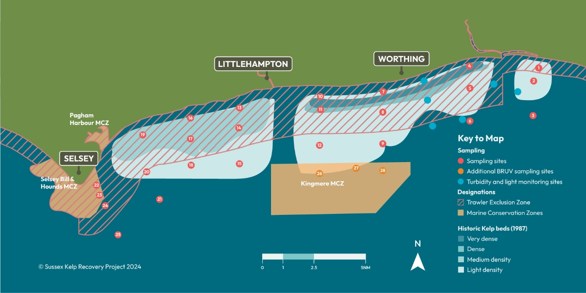 SKRP10.jpg Illustrated map showing the Sussex coast, trawler exclusion zone, MCZ’s, historic kelp beds and sampling sites.