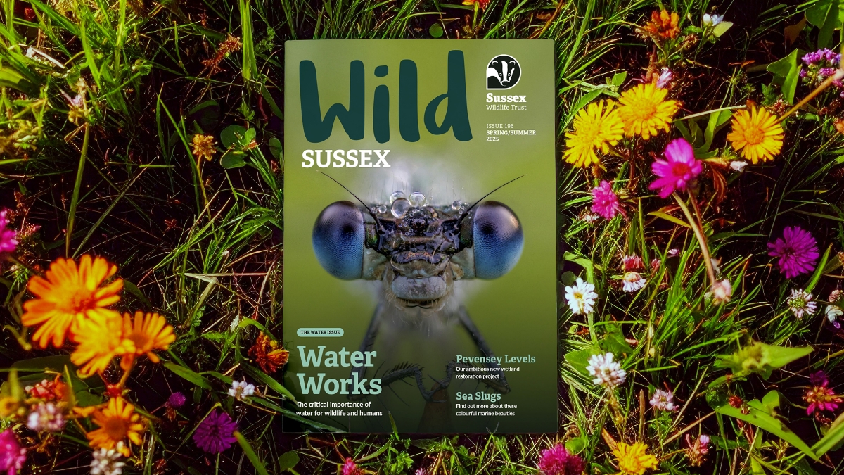 SWT_WildSussex01.jpg Visual of the new look magazine cover on a wildflower meadow