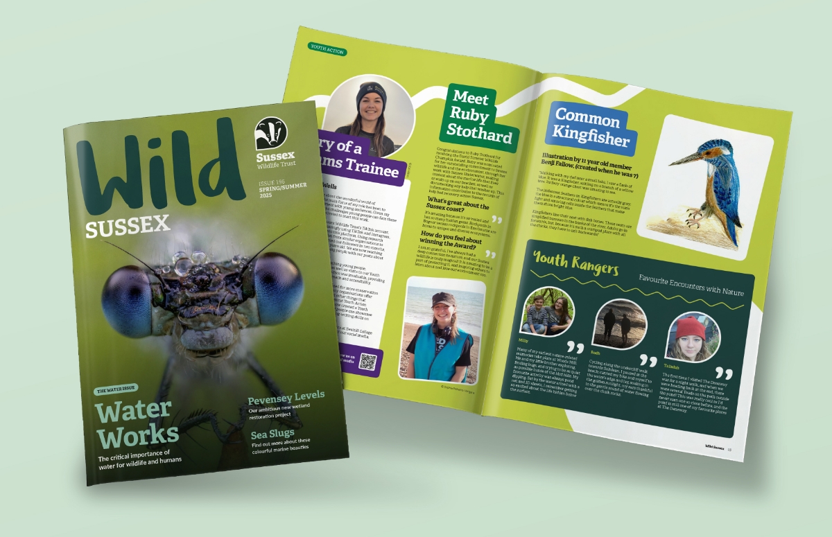 SWT_WildSussex02.jpg Mock up of the magazine cover and internal spread