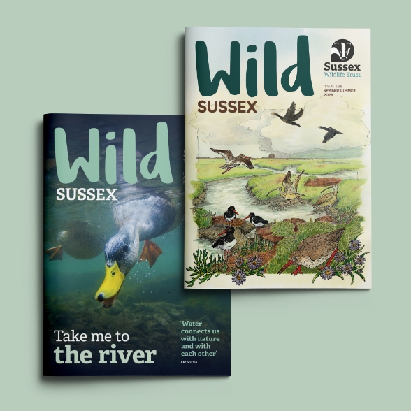 SWT_WildSussex11.jpg Mock up of two magazine covers