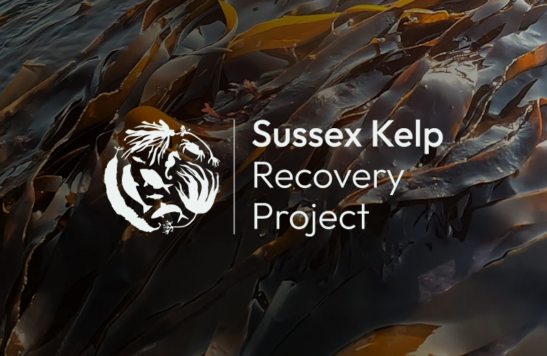Sussex Kelp Recovery Project Reports