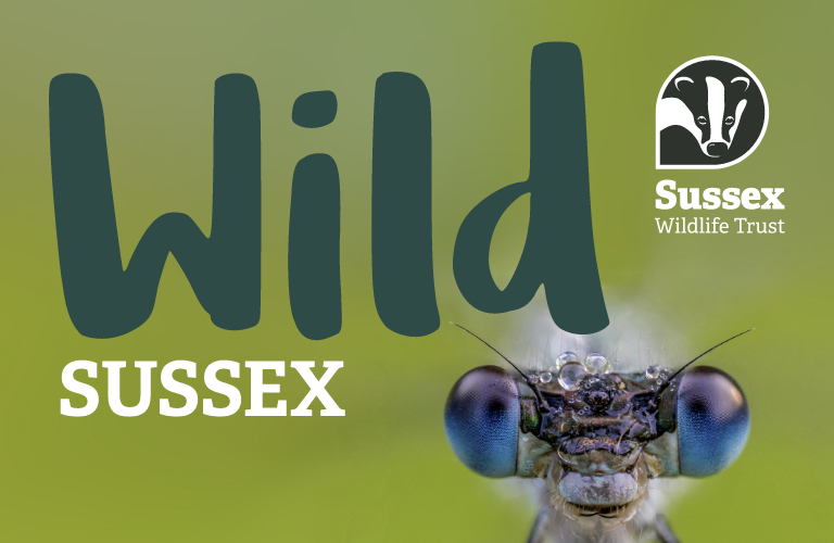 Sussex Wildlife Trust Wild Sussex Magazine